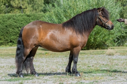 Sammalisen Klarissa